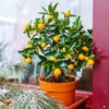 Kishu Mandarin Tree (Seedless) -Nature Garden Store Kishu Mandarin Tree FGT 600x600 5a7b87ec 6918 47ba a5a5 e5ed1b7bfa36