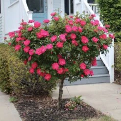 Knock Out® Rose Tree -Nature Garden Store Knockout Rose Tree Red 2 FGT