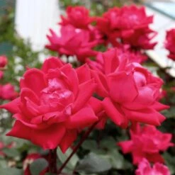 Knock Out® Rose Tree -Nature Garden Store Knockout Rose Tree Red 4 FGT