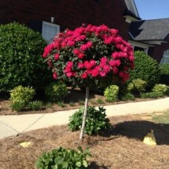 Knock Out® Rose Tree -Nature Garden Store Knockout Rose Tree Red FGT