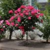 Knock Out® Rose Tree -Nature Garden Store Knockout Rose Tree Red FGT 600x600 5719ae0c cb19 49f9 a38a 85fd12c97728