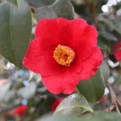 Korean Fire Camellia Shrub -Nature Garden Store Korean Fire Camellia 3