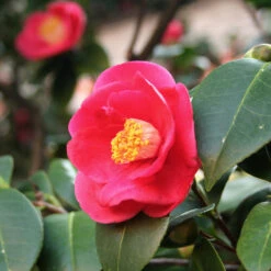 Korean Fire Camellia Shrub -Nature Garden Store Korean Fire Camellia 5 FGT