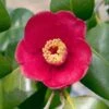 Korean Fire Camellia Shrub -Nature Garden Store Korean Fire Camellia FGT 600x600 a9e192f0 5d14 41bb 81e0 69b14654d63e