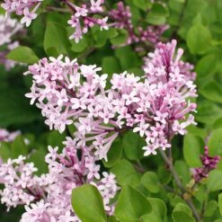 Dwarf Korean Lilac Shrub -Nature Garden Store Korean Lilac 2