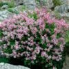 Dwarf Korean Lilac Shrub -Nature Garden Store Korean Lilac FGT 600x600 8cfa1410 4cb3 4a6e 99ec b2066384e7da