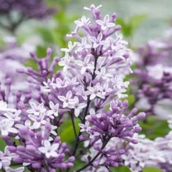 Dwarf Korean Lilac Tree -Nature Garden Store Korean Lilac Tree 2 BB