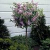 Dwarf Korean Lilac Tree -Nature Garden Store Korean Lilac Tree 3 BB 600x600 22baf837 6d5e 480e 8be0 394b92f5c239