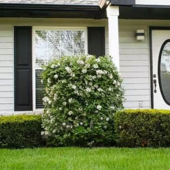 Korean Spice Viburnum Shrub 8 Korean Spice Viburnum Shrub -Nature Garden Store Korean Spice Viburnum 1