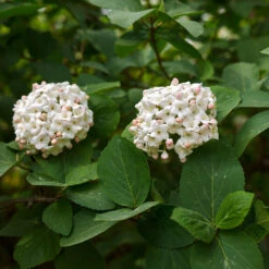 Korean Spice Viburnum Shrub 9 Korean Spice Viburnum Shrub -Nature Garden Store Korean Spice Viburnum 3