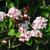 Korean Spice Viburnum Shrub 1 Korean Spice Viburnum Shrub -Nature Garden Store Korean Spice Viburnum 600x600 bf51b000 59e7 42b2 805e ab2fc59182f2