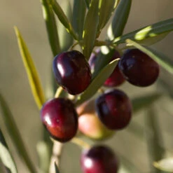 Koroneiki Greek Olive Tree - USDA Organic -Nature Garden Store Koroneiki Olive 2 FGT db93b214 428c 4733 979d a70f1f9b9f7f