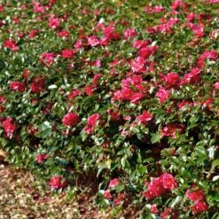 Kramers Camellia Shrub -Nature Garden Store Kramers Camellia FGT 1