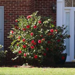 Kramers Camellia Shrub -Nature Garden Store Kramers Camellia FGT 5