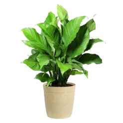 Peace Lily Plant -Nature Garden Store LIL PEA.10 Beige Delilah