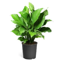 Peace Lily Plant -Nature Garden Store LIL PEA.10 standard pot 421927a6 487e 4f52 aef6 f750e8649b2b