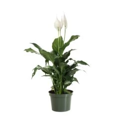 Peace Lily Plant -Nature Garden Store LIL PEA.6