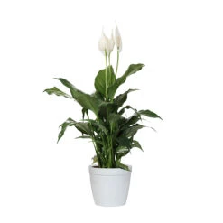Peace Lily Plant -Nature Garden Store LIL PEA1 delilah white