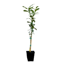 Key Lime Tree 17 Key Lime Tree -Nature Garden Store LIM KEY 12 QT