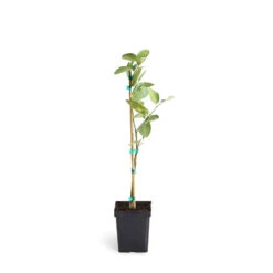 Persian 'Bearss' Lime Tree -Nature Garden Store LIM PER 12 1QT