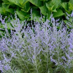 Lacey Blue Russian Sage -Nature Garden Store Lacey Blue Russian Sage 1