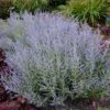 Lacey Blue Russian Sage -Nature Garden Store Lacey Blue RussianSage FGT 600x600 1211fea1 fd43 4223 9d47 6ec57d98d1a8