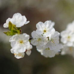 Cherry Pollinator Pack -Nature Garden Store Lapins Cherry Tree 4be6809a e834 4880 9e9a 9ebb1555a7d2