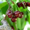Cherry Pollinator Pack 1 Cherry Pollinator Pack -Nature Garden Store Lapins Cherry Tree BB 600x600 14d644b0 a96f 42f7 881b d9835ccbefab