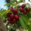 Lapins Cherry Tree -Nature Garden Store Lapins Cherry Tree FGT 600x600 0220b9db e1f1 4a63 bdc5 243c6c0fbfb6