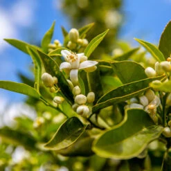 Lane Late Navel Orange -Nature Garden Store Late Lane Orange 1