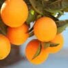Lane Late Navel Orange 2 Lane Late Navel Orange -Nature Garden Store Late Lane Orange FGT 600x600 c4f236f7 c645 4f93 8660 8105f35ecf3a