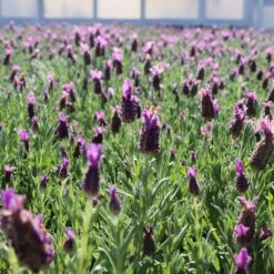 Lavender Standard Topiary Tree -Nature Garden Store Lavender Trees 1