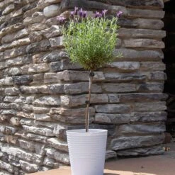 Lavender Standard Topiary Tree -Nature Garden Store Lavender Trees 2