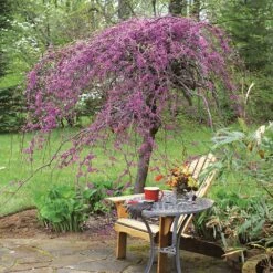 Lavender Twist® Weeping Redbud Tree 8 Lavender Twist® Weeping Redbud Tree -Nature Garden Store Lavender Twist Redbud 1