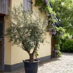 Lecciana Olive Tree 9 Lecciana Olive Tree -Nature Garden Store Lecciana Olive Tree 2