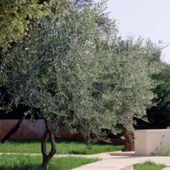Lecciana Olive Tree 10 Lecciana Olive Tree -Nature Garden Store Lecciana Olive Tree 3