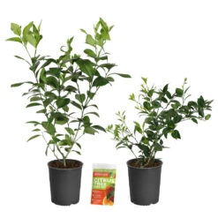 Meyer Lemon + Key Lime Bush Pack -Nature Garden Store Lemon and LimeBushes 2