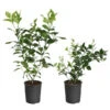 Meyer Lemon + Key Lime Bush Pack -Nature Garden Store Lemon and LimeBushes 600x600 f4eb854f 8bc3 4a71 97e4 c0c5ff000e80