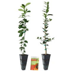 Meyer Lemon + Key Lime Tree Pack 13 Meyer Lemon + Key Lime Tree Pack -Nature Garden Store Lemon and LimeTrees2