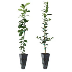 Meyer Lemon + Key Lime Tree Pack 10 Meyer Lemon + Key Lime Tree Pack -Nature Garden Store Lemon and LimeTrees 91ce8611 fcee 4431 8480 d36e7e121b7e