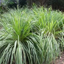 Lemon Grass Plant (Cymbopogon Citratus) -Nature Garden Store Lemon Grass 4
