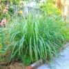 Lemon Grass Plant (Cymbopogon Citratus) -Nature Garden Store Lemon Grass FGT 600x600 de77fb29 9e3d 400e a75c a7a0bdaddc89