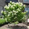 Limelight Hydrangea Tree -Nature Garden Store Limelight Hydrangea Tree FGT 600x600 e0352a94 f738 4470 b7a5 056d2defa892