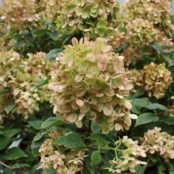 Limelight Hydrangea Shrub 14 Limelight Hydrangea Shrub -Nature Garden Store Limelight Hydrangea 3 FGT
