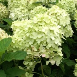Limelight Hydrangea Tree -Nature Garden Store Limelight Hydrangea Tree 4 FGT