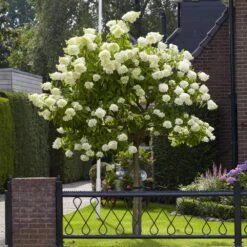 Limelight Hydrangea Tree -Nature Garden Store Limelight Hydrangea Tree 6 FGT