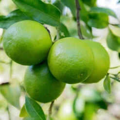 Limequat Citrus Tree 8 Limequat Citrus Tree -Nature Garden Store Limequat 1 FGT
