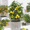 Limequat Citrus Tree -Nature Garden Store Limequat FGT 600x600 a92ccace c4ae 4bc6 a976 3c1e0bd252e5