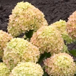 Little Lime® Hydrangea Shrub -Nature Garden Store Little Lime Hydrangea 2 FGT
