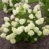 Little Lime® Hydrangea Shrub -Nature Garden Store Little Lime Hydrangea FGT 600x600 150b7ad3 a003 4a12 a633 4233f3f7f0de